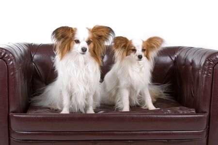 two Papillon dogs (Butterfly Dog,Squirrel Dog) puppies の写真素材