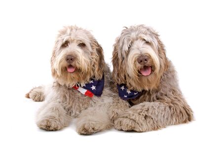 two labradoodle dogs isolated on a white background