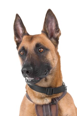 head of a belgian shepherd dog Malinois