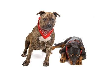 american staffordshire terrier, and a  rottweiler puppy isolated on a white background の写真素材