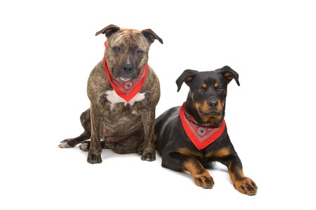 american staffordshire terrier and a rottweiler puppy resting on the floor の写真素材