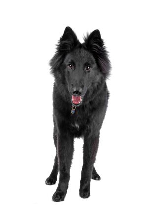  Belgian Shepherd Dog (Groenendael) looking at cameraの写真素材