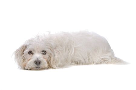 side view of a white, mixed breed boomer dog isolated on a white backgroundの写真素材