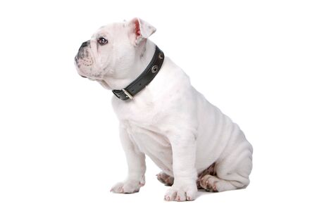 side view of a french bulldog puppy looking forwardの写真素材
