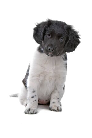 front view of a stabyhoun puppy looking at cameraの写真素材