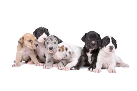 group of great dane puppies isolated on a white backgroundの写真素材