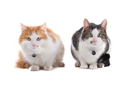 two british shorthair cats looking at cameraの写真素材