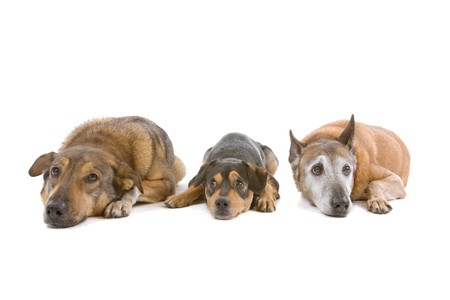 group of three mixed breed dogs isolated on a white backgroundの写真素材
