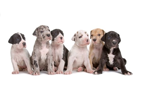 group of six great dane puppies isolated on a white backgroundの写真素材