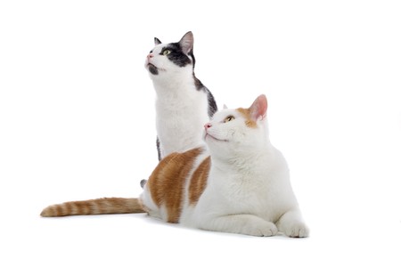 two european shorthair cats looking upの写真素材