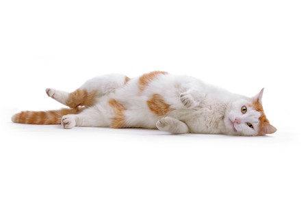 lovely european shorthair cat lying on the floorの写真素材