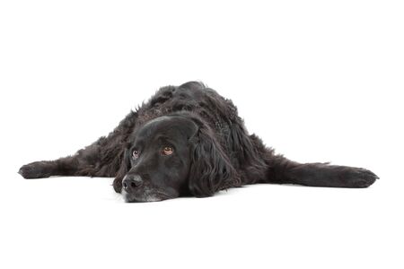 mixed breed dog, half setter, lying on the floorの写真素材