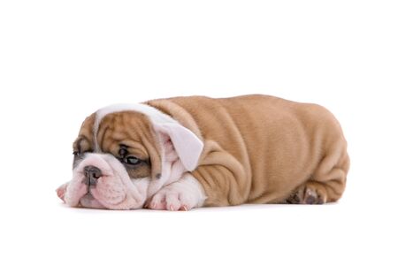 english bulldog puppy looking sad, isolated on a white backgroundの写真素材