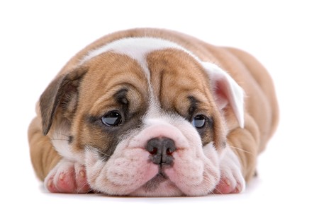 english bulldog puppy looking sad, isolated on a white backgroundの写真素材