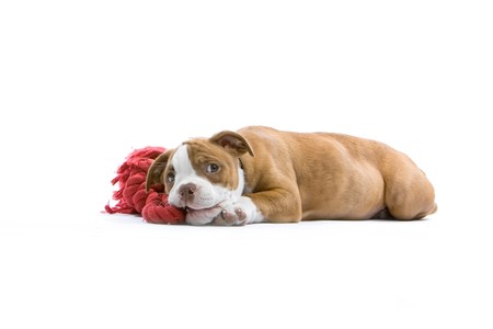 renascence bulldog, bulldogge puppy and a red toy isolated on a white backgroundの写真素材