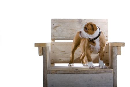 renascence bulldog, bulldogge puppy up on a couchの写真素材