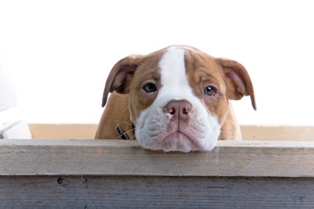 renascence bulldog, bulldogge puppy with the head on a wooden benchの写真素材