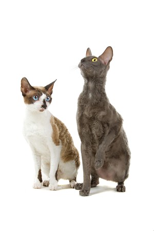 two cornish rex cats isolated on a white background