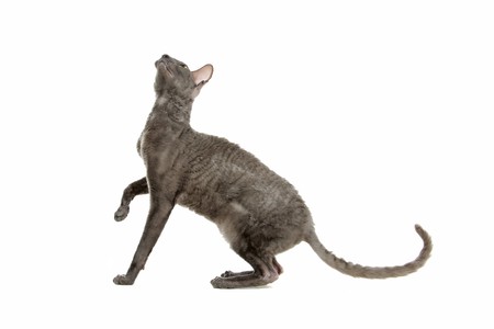 side view of cornish rex cat looking upの写真素材