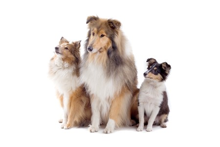 group of three shetland sheepdogs isolated on a white background