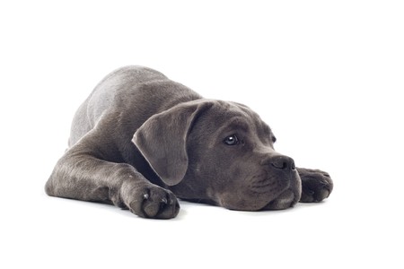 cane corso puppy isolated on a white backgroundの写真素材
