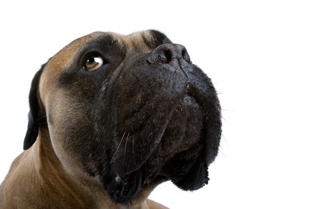 head of bullmastiff isolated on a white backgroundの写真素材