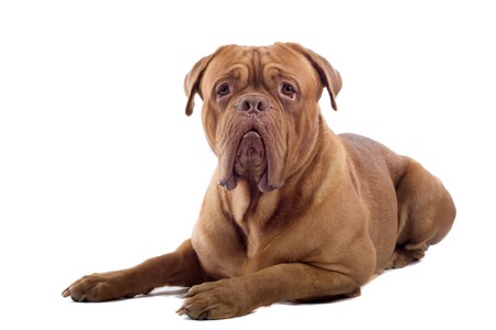 front view of a french mastiff dog lying and looking at cameraの写真素材