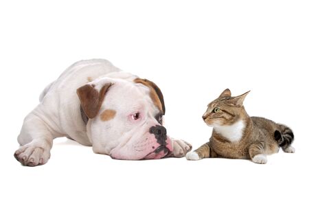 American bulldog and a european shorthaired cat isolated on a white background