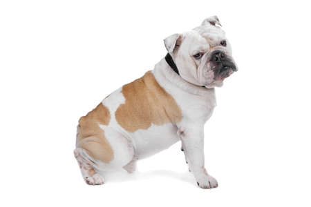 English Bulldogの写真素材