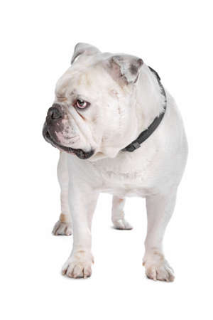 English Bulldogの写真素材