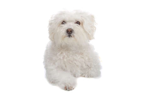 bolognezer(Bichon group) isolated on white