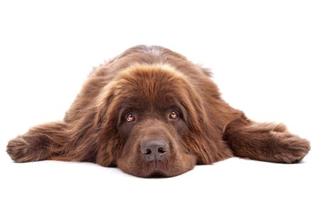 Brown Newfoundland dog isolated on whiteの写真素材