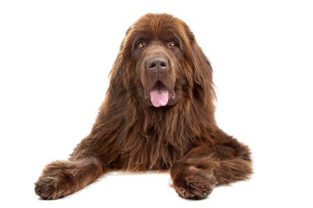 Brown Newfoundland dog isolated on whiteの写真素材