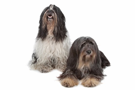 two Tibetan Terrier dogs isolated on whiteの写真素材