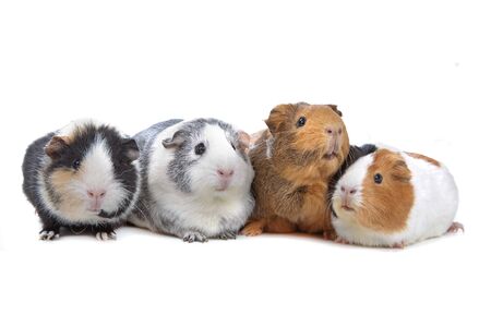 four Guinea pigs in a row isolated on whiteの写真素材