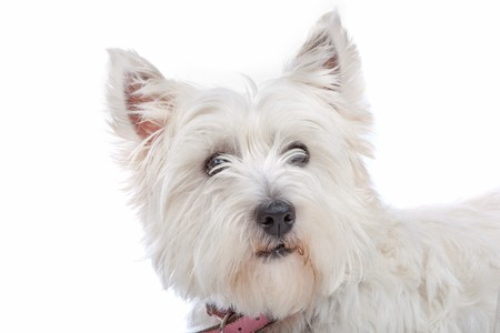 West Highland White Terrier isolated on whiteの写真素材