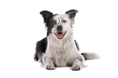 a border collie sheepdog isolated on a white backgroundの写真素材