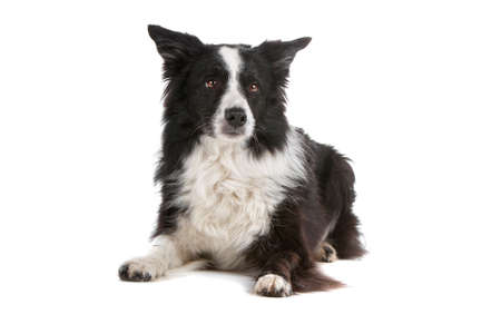 a border collie sheepdog isolated on a white backgroundの写真素材