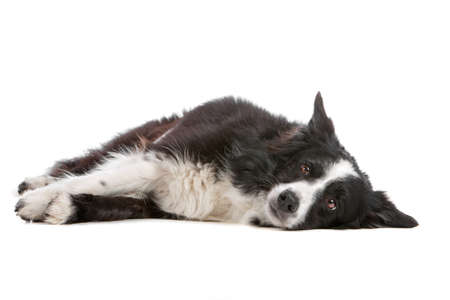 a border collie sheepdog isolated on a white backgroundの写真素材