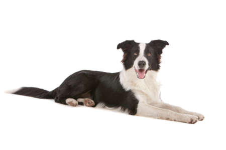 a border collie sheepdog isolated on a white backgroundの写真素材