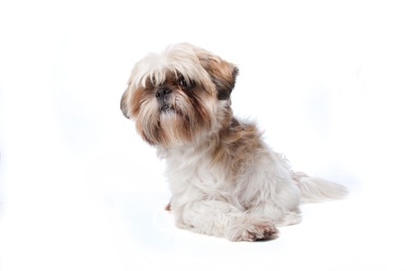 Shih Tzu in front of a white backgroundの写真素材
