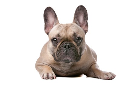 French bulldog in front of a white backgroundの写真素材
