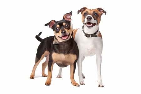 mixed breed dog isolated on a white backgroundの写真素材