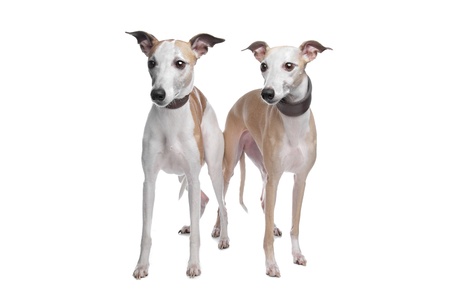 Two Whippet hounds in front of white backgroundの写真素材