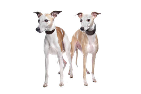 Two Whippet hounds in front of white backgroundの写真素材