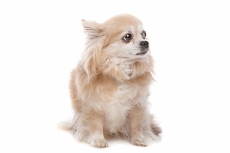 Long haired chihuahua dog in front of a white backgroundの写真素材