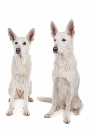 two White Shepherd Dogs in front of a white backgroundの写真素材
