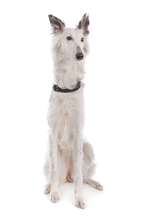 Silken Windhound in front of a white backgroundの写真素材