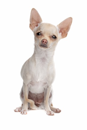 short haired chihuahua in front of a white backgroundの写真素材