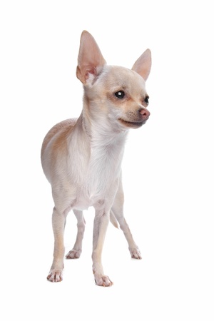 short haired chihuahua in front of a white backgroundの写真素材